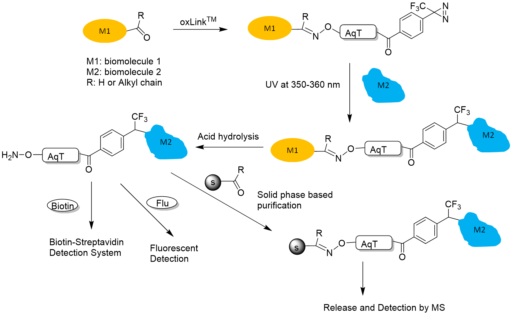 oxLink workflow using water-soluable phenyldiazirine oxlink