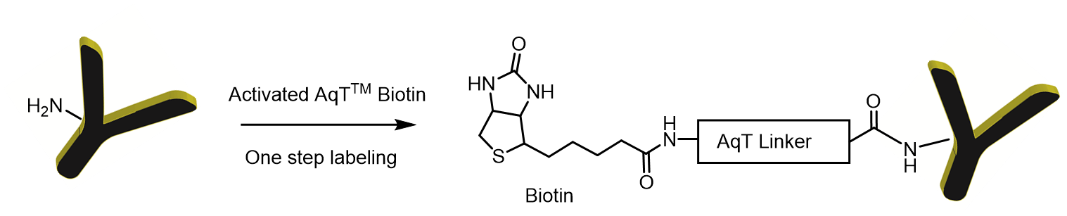Labeling chemistry for preparing AqT™ antibody-biotin conjugates