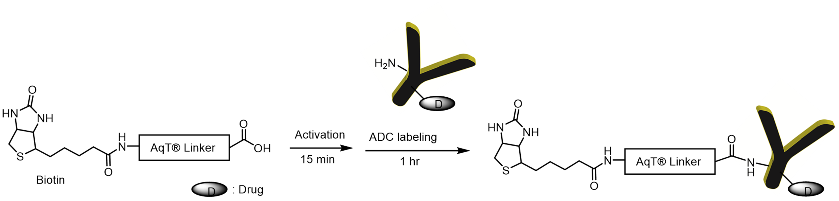Labeling Chemistry for AqT Biotin Antibody Labeling Kit Surface Amines