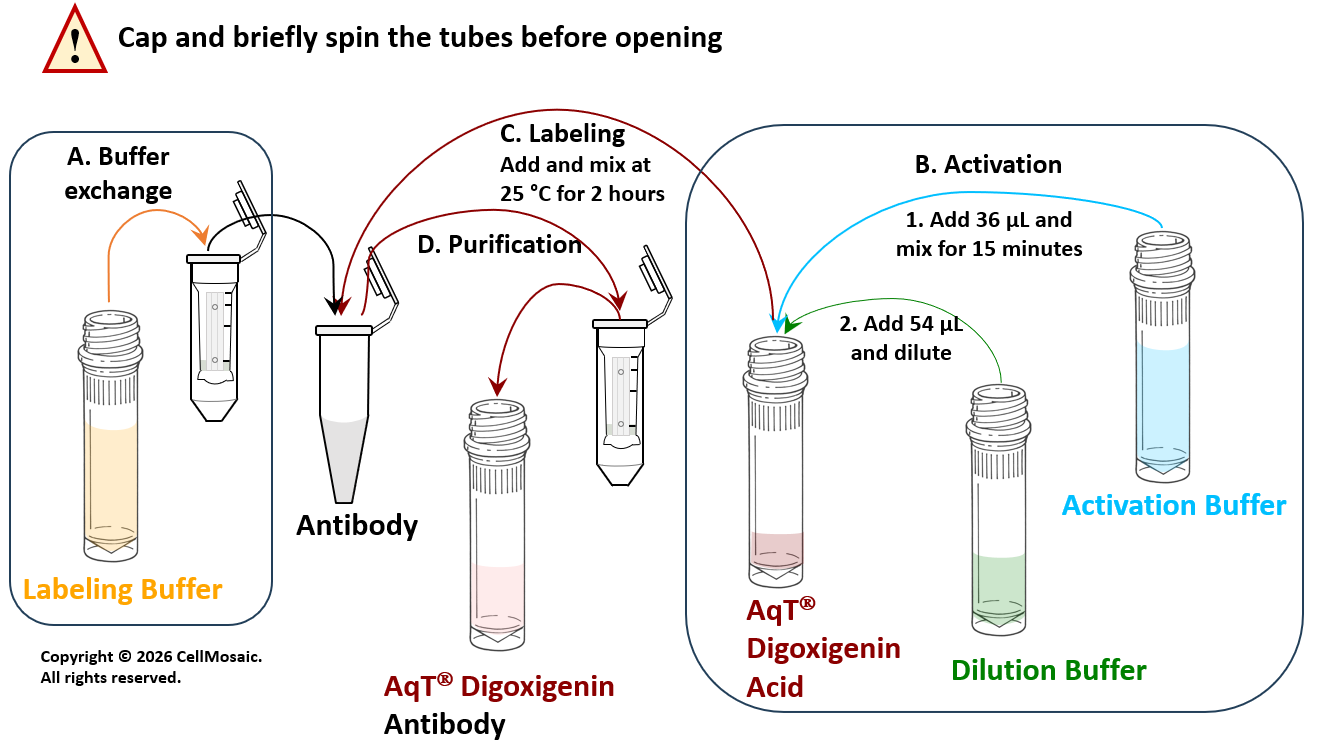 AqT&reg; Digoxigenin Antibody Labeling WorkFlow