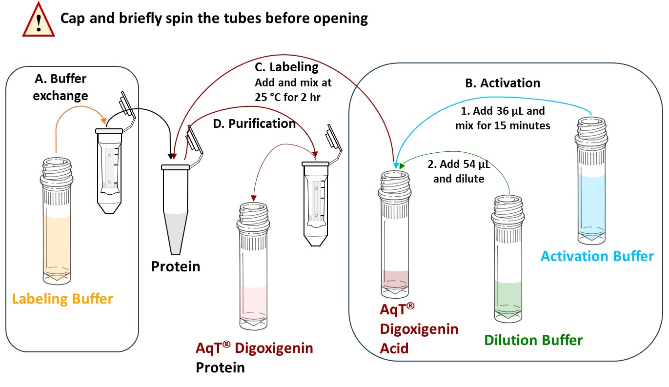 Workflow for CM86256 AqT Fluor 750 protein labeling
