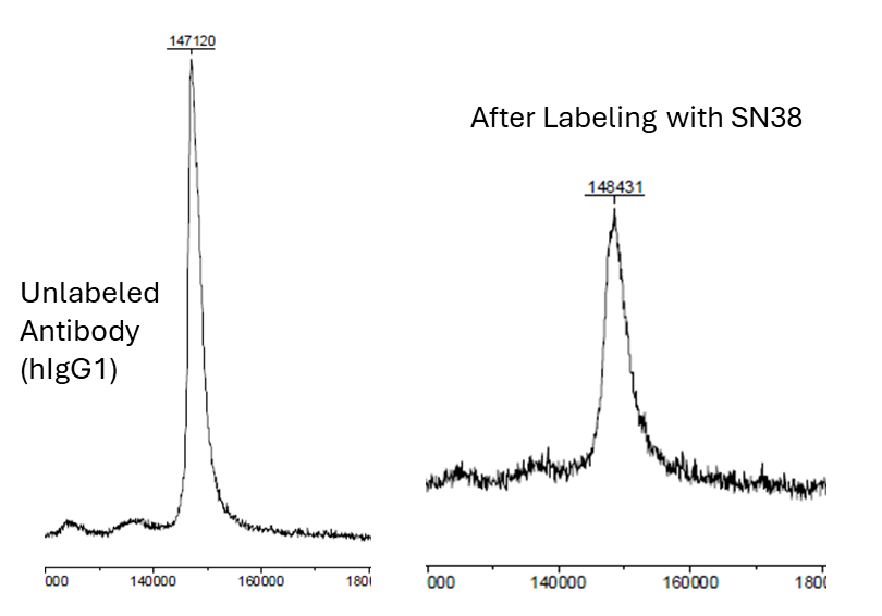 MALDI-TOF MS analysis of antibody SN38 conjugate