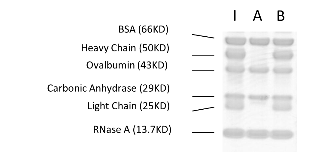 Checking Specificity of Protein A Agarose Prepared at CellMosaic