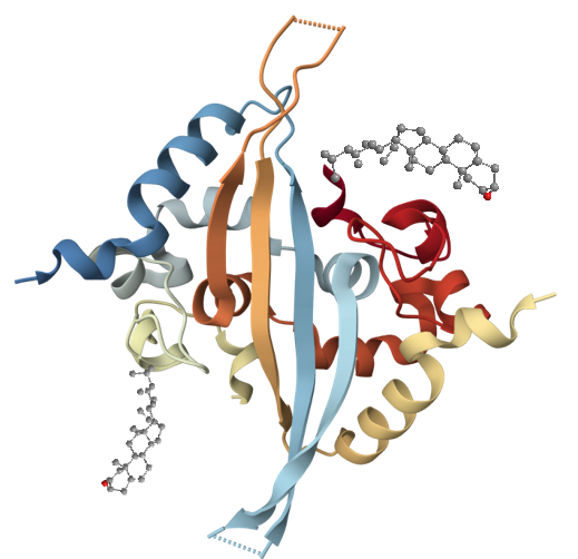 Protein Small Molecule Drug Conjugate