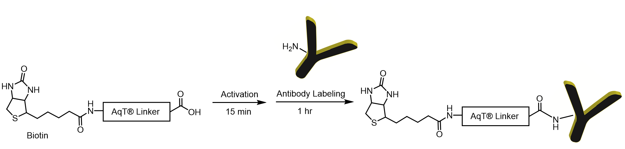 Labeling chemistry for CM86144 AqT antibody biotinylation kit