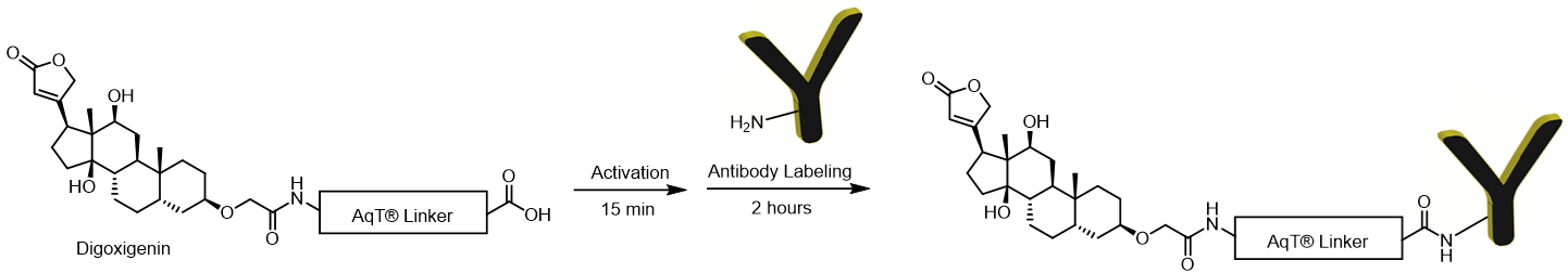 Labeling Chemistry for AqT Digoxigenin Antibody Labeling Kit Surface Amines