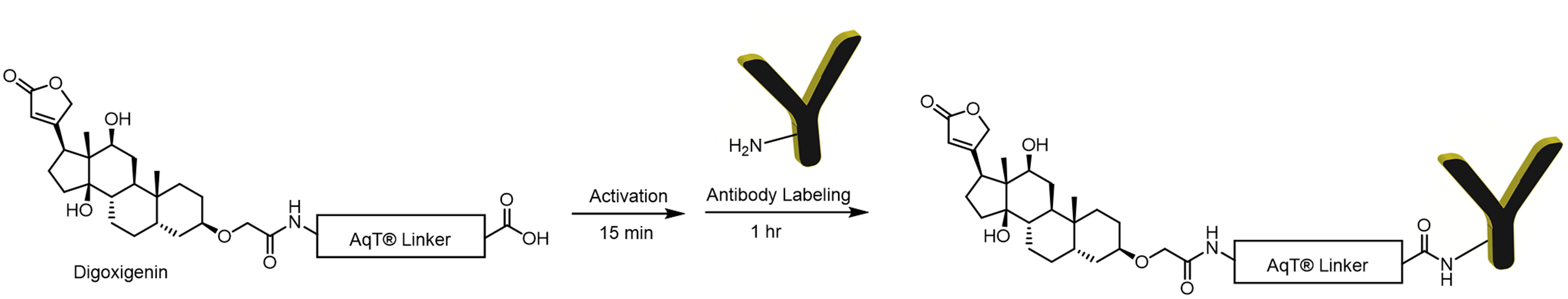 Labeling Chemistry for AqT Digoxigenin Antibody Labeling Kit Surface Amines