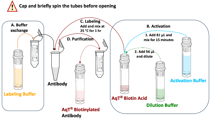Protocol of CM86144 AqT Antibody Biotinylation Kit