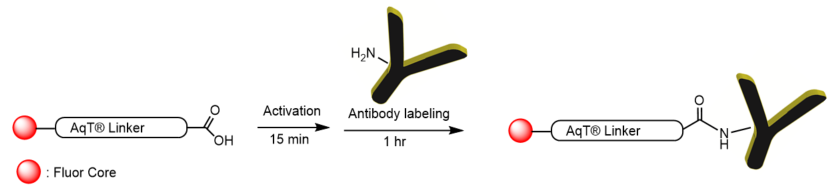 Labeling Chemistry for AqT Fluor 750 Antibody Labeling Kit Surface Amines