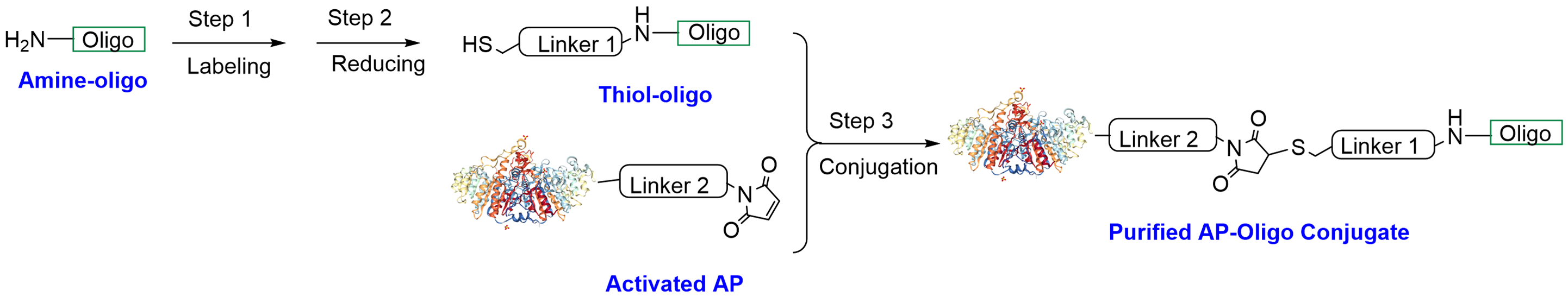 AP Oligo Conjugation CM53403