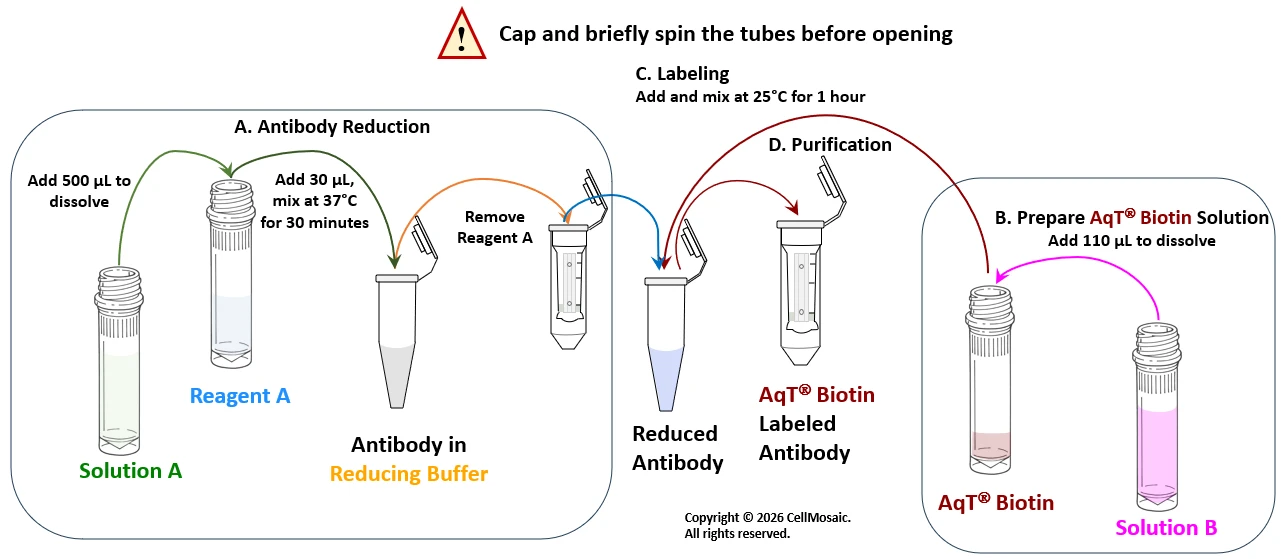 Workflow diagram for AqT biotin site-specific antibody labeling