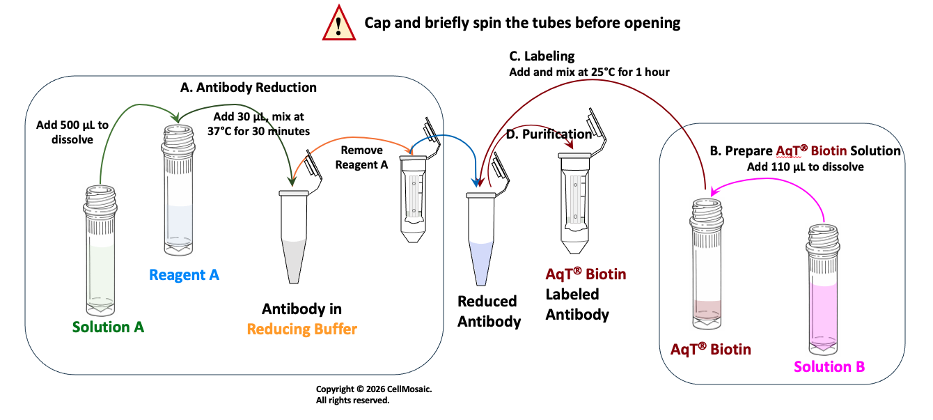 Workflow diagram for AqT biotin site-specific antibody labeling