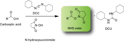 NHS ester formation using DCC