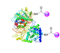 Protein small molecule acid conjugate chemical structure depicting two small molecules loaded onto a protein via stable amide bond between the surface amines on the protein and the converted carboxylic acid group on the small molecule.