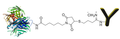 Example of the chemical structure of Streptavidin antibody conjugates generated using CM52420 PerKit™ Streptavidin Antibody Conjugation Kit