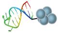 Depiction of Oligo Immobilized onto SepSphere™ Agarose Beads