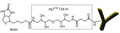 Chemical Structure of biotinylated antibody made with CM86140 AqT™ Biotin Active Ester Antibody Labeling Kit (T2A15)