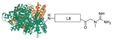 Chemical structure of BSA creatinine L8 conjugate