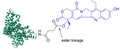 Protein SN38 (7-ethyl-10-hydroxycamptothecin) Conjugate chemical structure featuring releasable ester linkage.