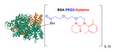 Chemical Structure of BSA Xylazine Conjugate