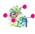 Depiction of Protein/Enzyme labeling via surface amine