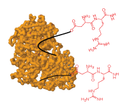 Depiction of Peptide-KLH conjugate