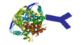 Depiction of Antibody-Protein Conjugate