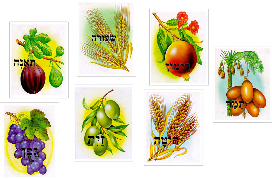 7 Species Cards