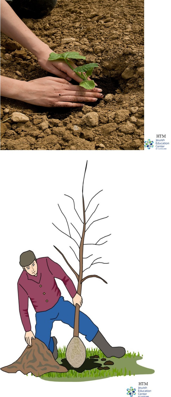 Hebrew Through Movement: Tu BiSh'vat Pictures