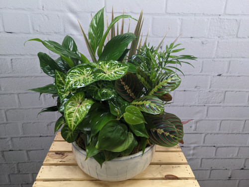  Large Dish Garden           "Container May Vary"