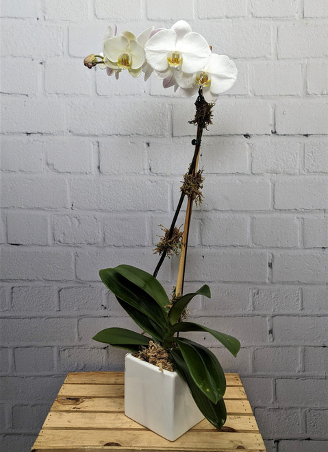 White Orchid Plant (Pot Color May Vary)