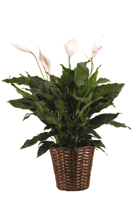 Peace Lilly in a basket Peace Lilly in a basket