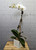 White Orchid Plant (Pot Color May Vary)