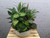  Large Dish Garden           "Container May Vary"