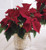 Red Poinsettia Basket (Small)