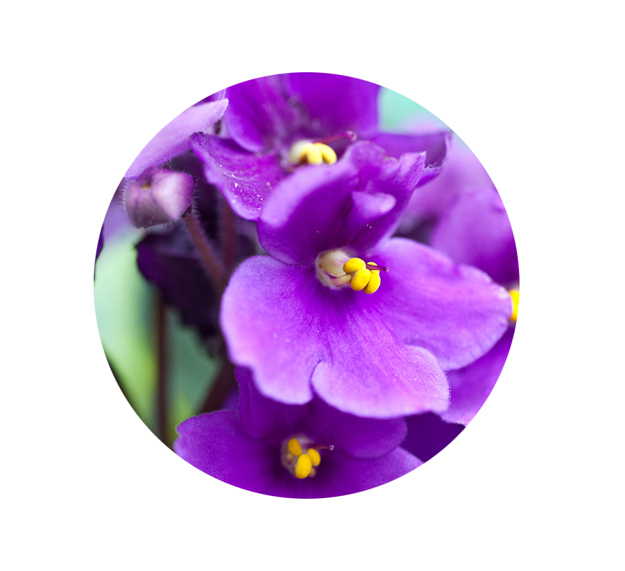 Birth Flowers and Their Meanings Northern Blvd. Florist Queens