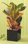Croton Plant