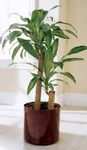 Corn Plant
