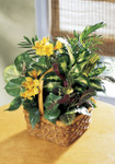 A Bit of Sunshine Basket