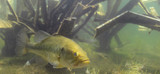 Best Fish Structure for Stocked Bass Ponds: 2026 Guide