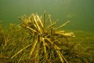 Fish Structure Kits Ranked by Price 2026