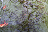 What You Should Know About Different Crappie Habitats