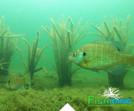 The Importance of Fish-Hiding Structures in Aquatic Environments