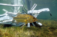Best Fish Structure for Stocked Bass Ponds (2026)