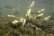 Where Do Fish Hold in Winter? Pond and Lake Guide 2026