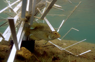 How to Build Bass Fishing Habitats