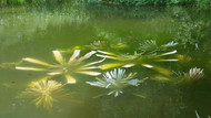 Best Fish Structure Kits for Koi Ponds 2026: Ranked