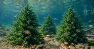 Are Christmas trees or PVC structures better for fish habitat?