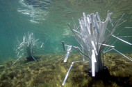 Are PVC Fish Habitat Structures Safe for Koi Ponds? 2026
