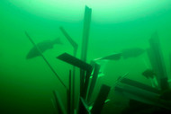 Why We Don't Build Fish Habitat Like a Picket Fence